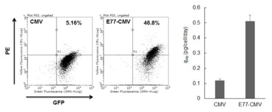 E77을 포함한 벡터가 항체 생산량에 미치는 효과