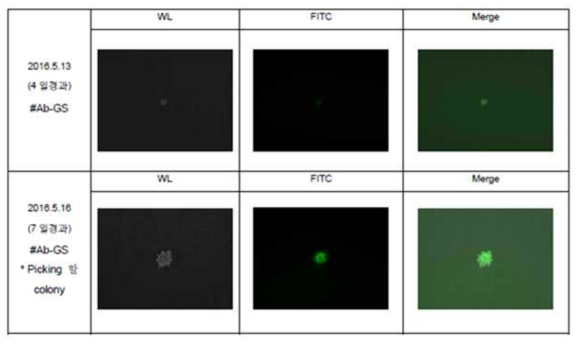 형광현미경을 이용한 semi-solid 배지에서의 세포 콜로니 형성 관찰