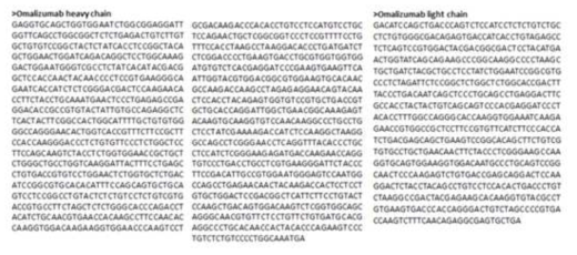 Omalizumab의 CHO 세포 코돈 최적화가 완료된 DNA 서열