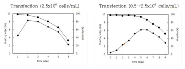 transfection seed cell 농도 및 방법에 따른 cell growth 비교