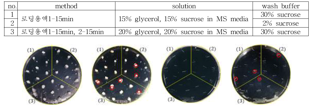 로딩용액 처리 후 재생배양