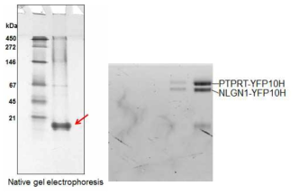 정제된 신경전달 관련 단백질과(좌) PTPRT-NLGN1 세포외 도메인 복합체(우)