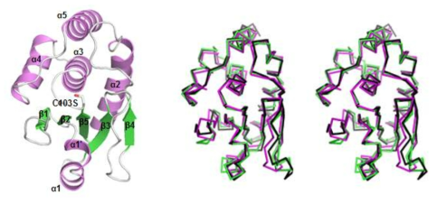 DUSP28 삼차구조(좌측) 및 DUSP10(검은색), DUSP4(녹색)과 구조 비교(우측)