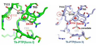 Tk-PTP general acid/base 잔기 특성 분석