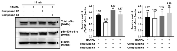 62번, 63번 물질에 의한 파골세포 내 c-Src 단백질의 탈인산화 억제 효능 검증