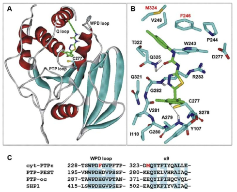 cyt-PTPε 단백질-62번 물질 결합 모델링 및 구조적 분석