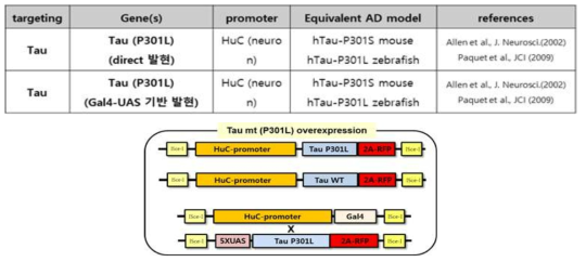 제브라피쉬 AD 모델 제작을 위한 Aβ (좌) 및 Tau (우) 과발현 DNA constructs