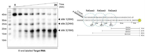 ToCsm의 target RNA에 대한 분해 활성