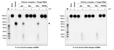 ToCsm 복합체의 target RNA의존 단일 가닥 DNase 역가 측정