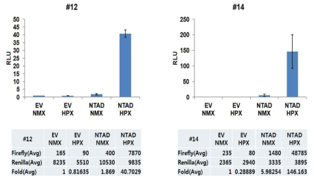 Table cell line에서 일반상황(Normoxia, NMX)과 저산소조건(Hypoxia, HPX)에서 luciferase 측정