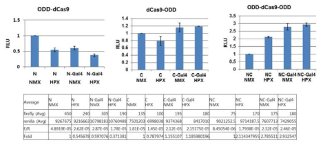 Cas9과 저산소 감지 단백질 HIF의 ODD 도메인을 융합 시킨 시스템에서 산소 감지에 따른 단백질 발현 실험 결과