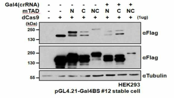 dCas9-HIF 단백질의 Mammalian cell에서의 발현