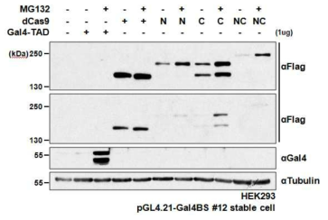 단백질 분해 역제제에 따른 dCas9-HIF 발현 비율 확인