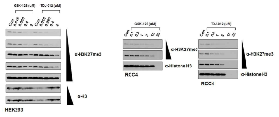 GSK126와 TDJ-012의 EZH2 활성 억제 효과 비교