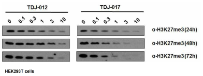 EZH2 활성 억제 비교 (TDJ-012 vs TDJ-017)