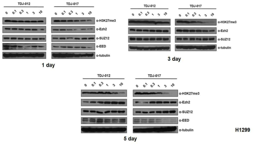H1299 세포주에서 TDJ-012와 017의 효과 확인