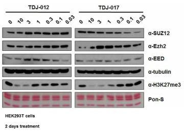 TDJ-017을 처리하였을 때 SUZ12와 EED의 단백질 변화 관찰