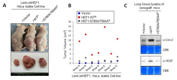 HEF1 C-terminal 부위가 유도하는 HEF1-Plk1 결합체의 종양형성 촉진