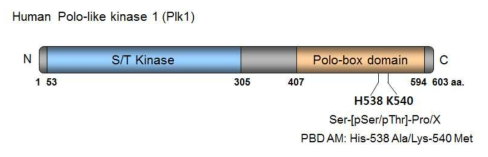 Polo-like Kinase 1 (Plk1)의 domain 구조