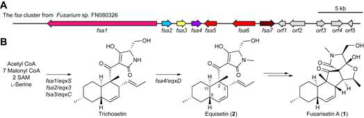 The gene cluster (A) and proposed pathway (B) for the biosynthesis of equisetin and FSA