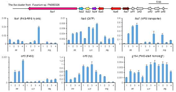 Expression analysis of the fsaand neighboring genes in the strain FN080326 The gene expression was analyzed using real-time PCR. Total RNAs were isolated from day 1, 2, 3, and 4 of mycelia cultured under the 3 conditions, PF, MF and PB. Relative amounts of transcripts were normalized to the transcript levels of the actin gene. The data are expressed as means ± standard deviations