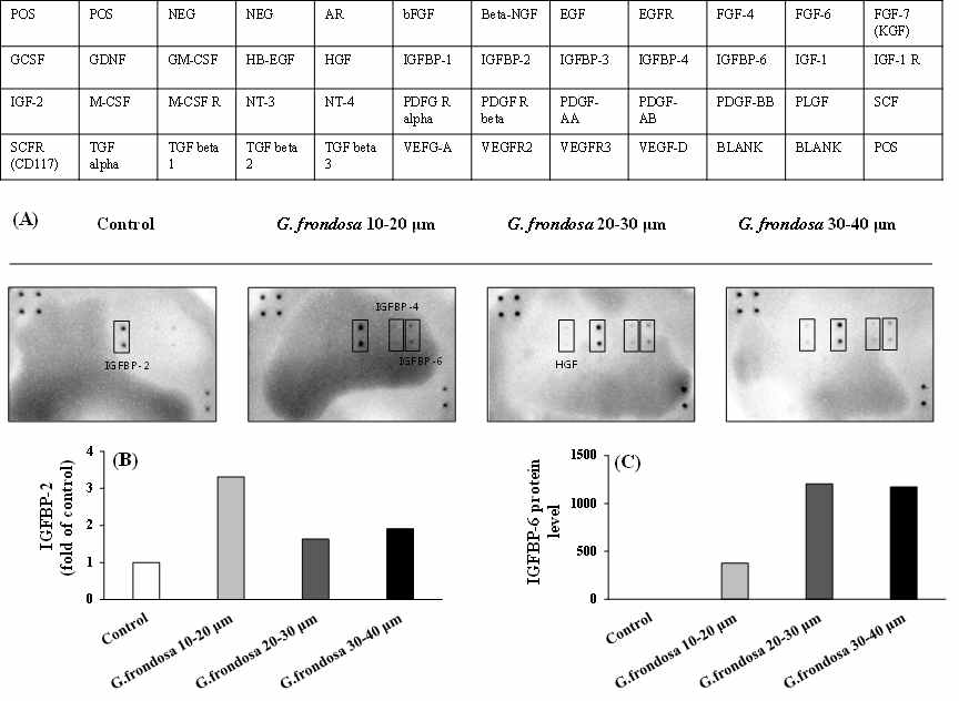 Biomarker 분석을 위한 Human growth factor array 분석 결과 1