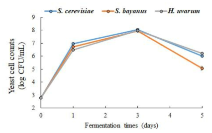 효모 균주에 따른 토마토 발효액의 생균수 변화
