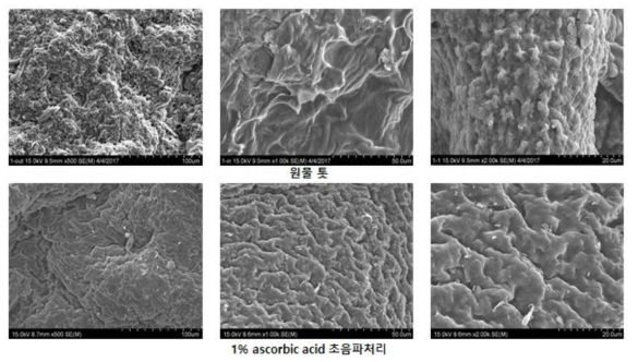 원물 톳과 1% ascorbic acid 초음파 처리 했을 때의 톳 표면