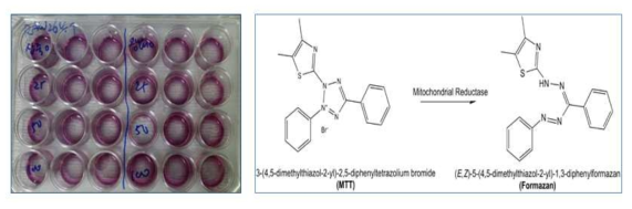 Viscozyme 으로 처리한 톳 다당류의 세포독성 측정 및 발색 원리