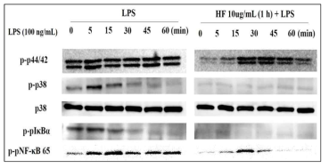 Viscozyme 처리된 톳 다당류의 MAPK pathway 실험결과