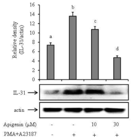 인간 비만세포 유래 HMC-1세포에서 IL-31 단백질 발현에 미치는 apigenin의 영향. HMC-1 세포를 대상으로 추출물 처리와 무처리군을 PI로 자극한 후 cell lysates을 대상으로 Western blotting법으로 IL-31 단백질 발현을 측정하였다. 자료 값은 3번복 시험으로부터 얻은 수치를 평균 ± 오차로 표시하였고, p<0.05 : PI로 자극된 대조군과 비교