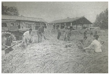 풀베기와 물거름생산을 다그치고 있다 - 곡산군 사현협동농장에서 - (민주조선)