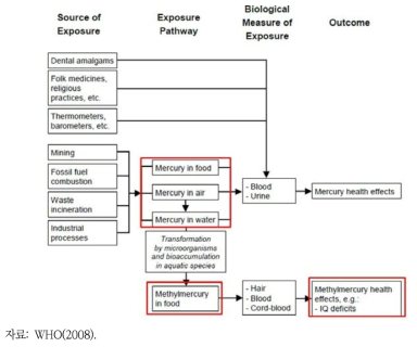 수은의 건강영향 발생 경로