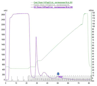 Benzonase를 처리하지 않은 정제공정 중 음이온 교환 수지를 통한 렌티바이러스의 분리에 대한 크로마토그램