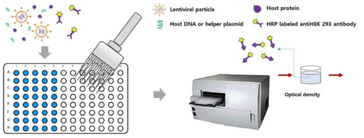 숙주세포 유래 단백질 검출시험 방법의 모식도