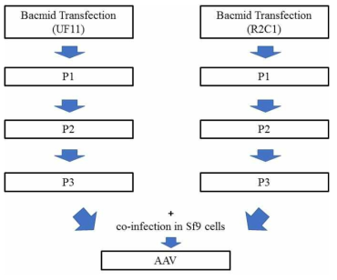 Baculovirus 시스템을 통한 AAV 생산 모식도