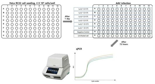 AAV의 감염 농도 결정을 위한 Taqman TCID50 방법의 모식도