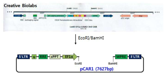 pCAR1 lentivirus vector 제작 모식도