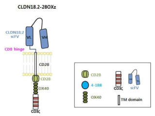 CLDN18.2-28OXz CAR 설계 모식도
