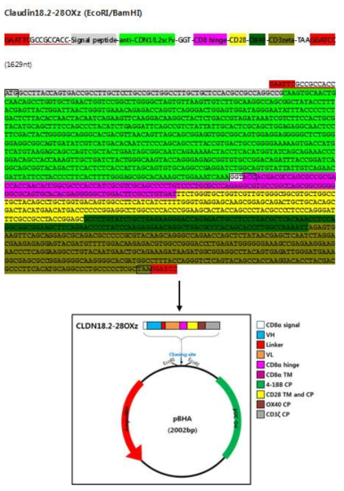 CLDN18.2-28OXz CAR 유전자 서열 및 CLDN18.2-28OXz/pBHA 클로닝 모식도
