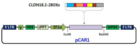CLDN18.2-28OXz/pCAR1 클로닝 모식도