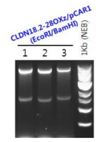 CLDN18.2-28OXz/pCAR1 확인