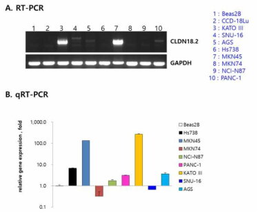 여러 위암 세포주에서 claudin18.2 mRNA발현 확인