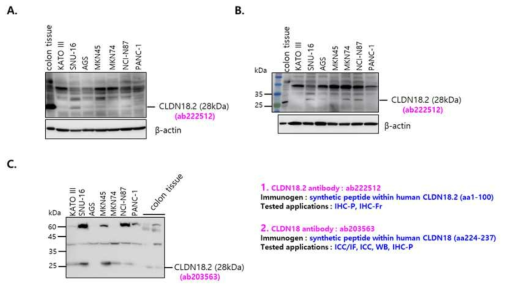 여러 위암 세포주에서 claudin18.2 단백질 발현 확인