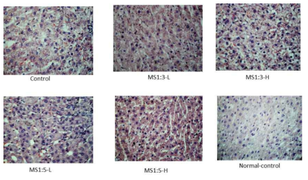 H-E staining in the liver section