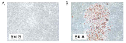 분화배지(DM) 처리 후 10일째 Oil-Red-O 염색된 지방세포의 모습
