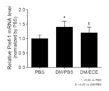 ECE 처리 지방세포의 Pref-1 레벨