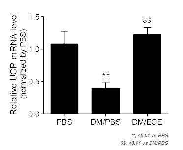 ECE 처리 지방세포의 UCP 레벨