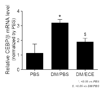 ECE 처리 지방세포의 CEBP/β 레벨