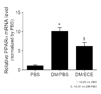 ECE 처리 지방세포의 PPARα 레벨